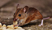 24 Hour & Emergency Exterminators in Hamilton, ND